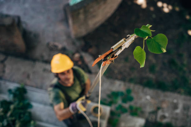 How Our Tree Care Process Works  in Trion, GA